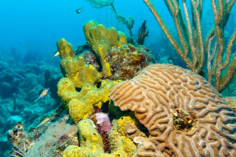 Paradise Under Pressure: The Real Story of What's Happening to Dominican Coral Reefs