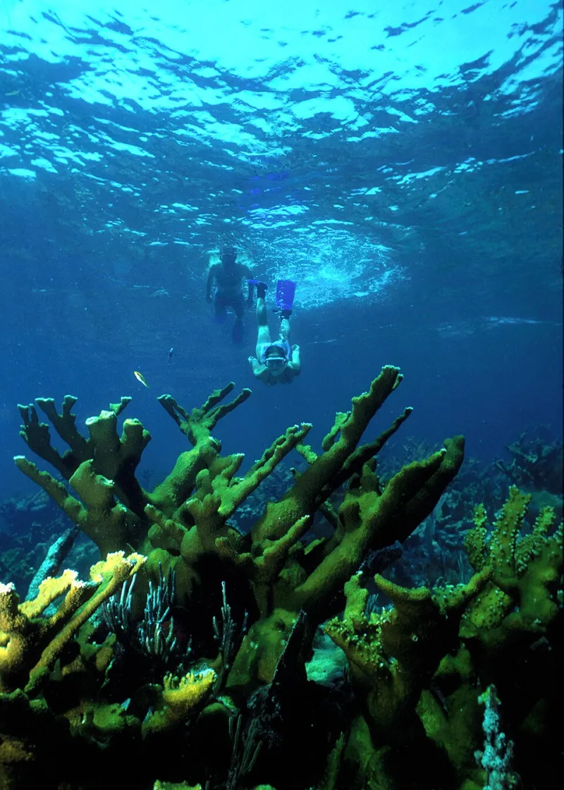 Under the Surface: The Dominican Republic's Best Snorkeling and Diving Spots, Ranked by Skill Level
